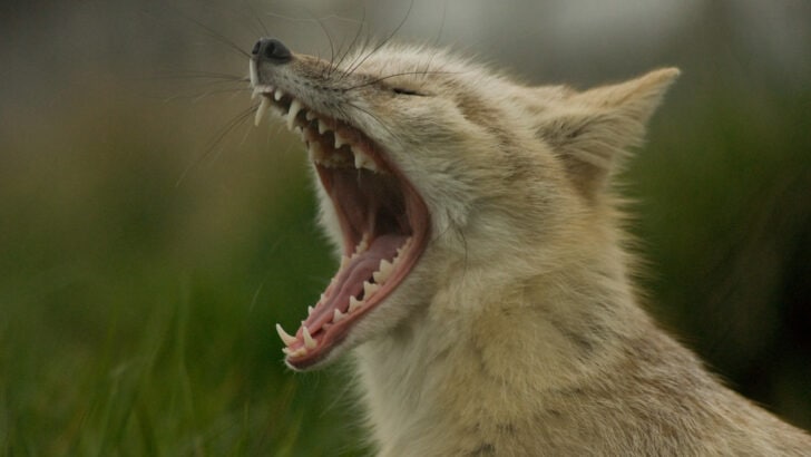 Why You Should Never Try to Pet a Wild Fox