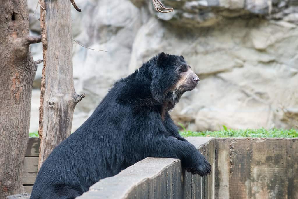 Andean Bear
