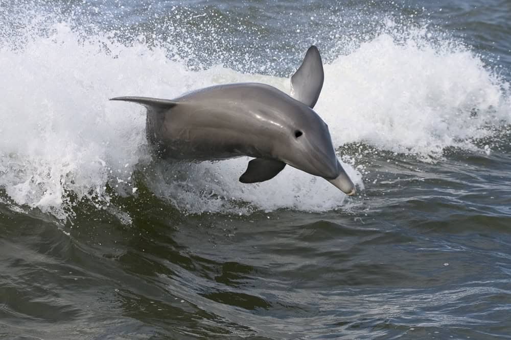 Dolphin skimming