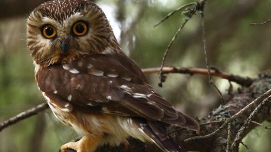 Why Owls Are Feared in African and Native American Folklore