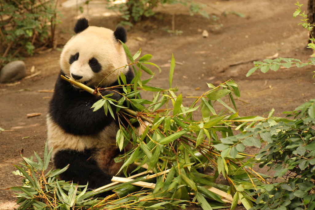 Panda eating bamboo