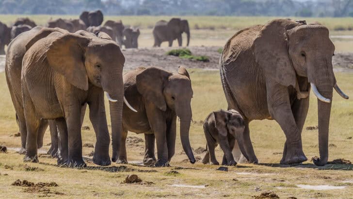 What We Can Learn from Elephant Family Dynamics