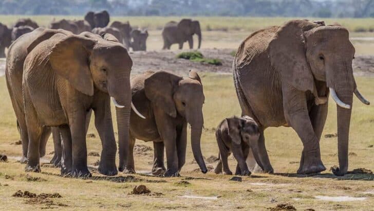Elephants Have 150,000 Muscles In Their Trunks (And How They Use Them)