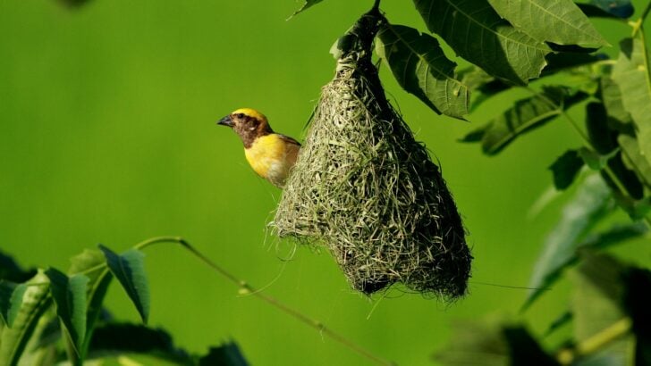 What We Can Learn From the Way Animals Build Homes