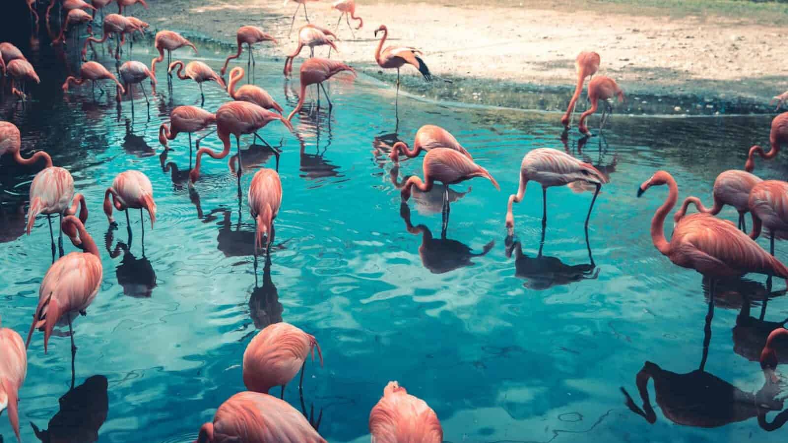 flock of flamingo on body of water