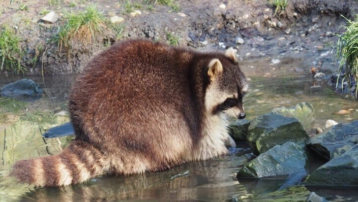Raccoons Wash Their Food Before Every Meal