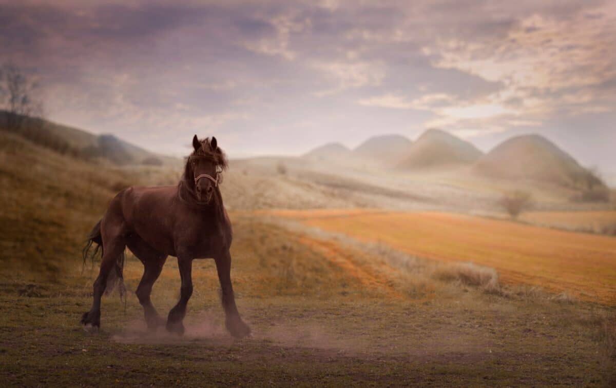 An aggressive horse in the wilderness.
