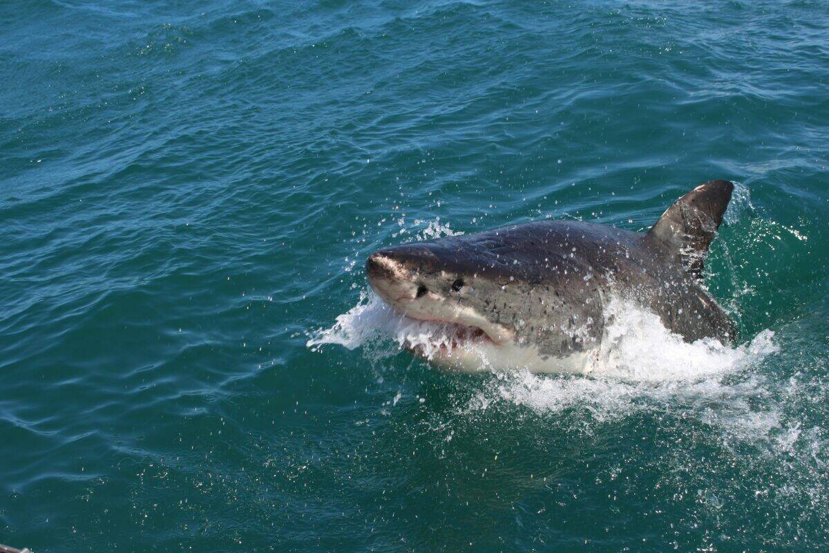 A great white shark on the upper surface of the ocean.