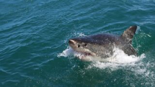 A great white shark on the upper surface of the ocean.