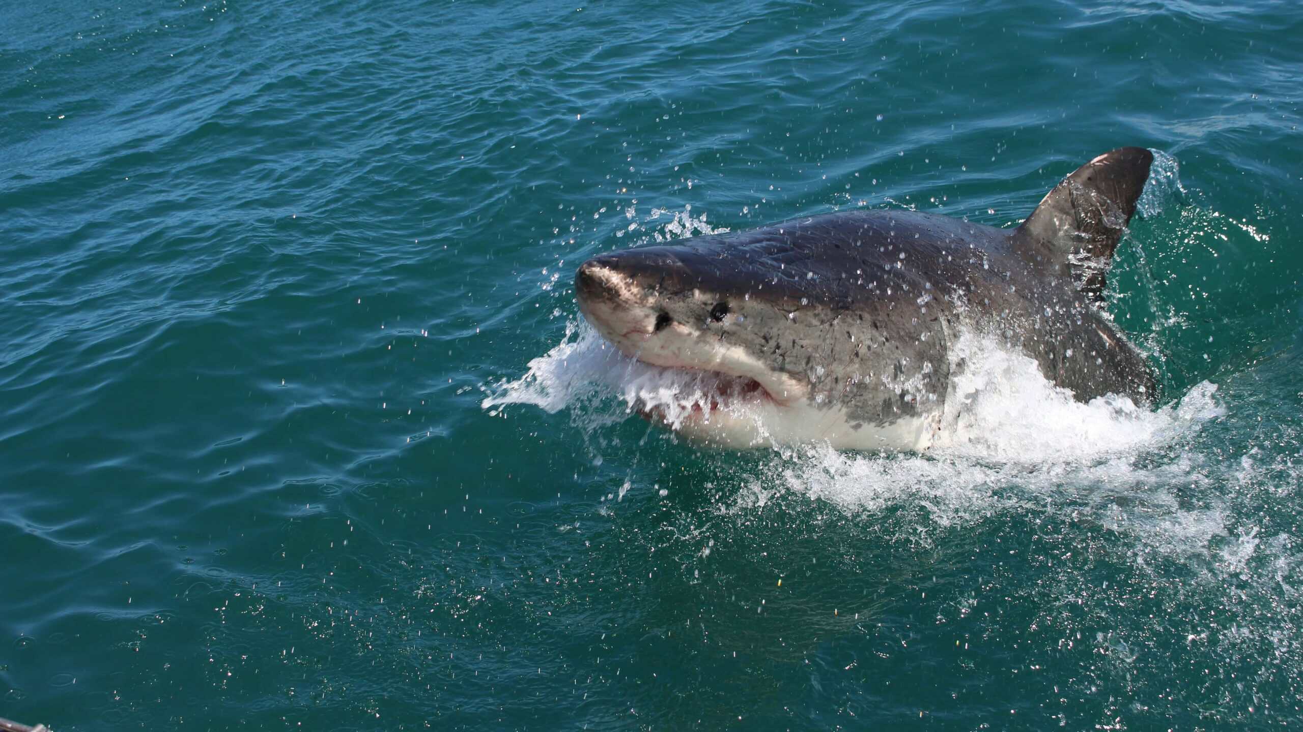 A great white shark on the upper surface of the ocean.