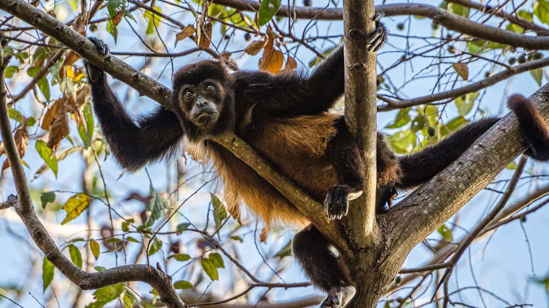 spider monkey