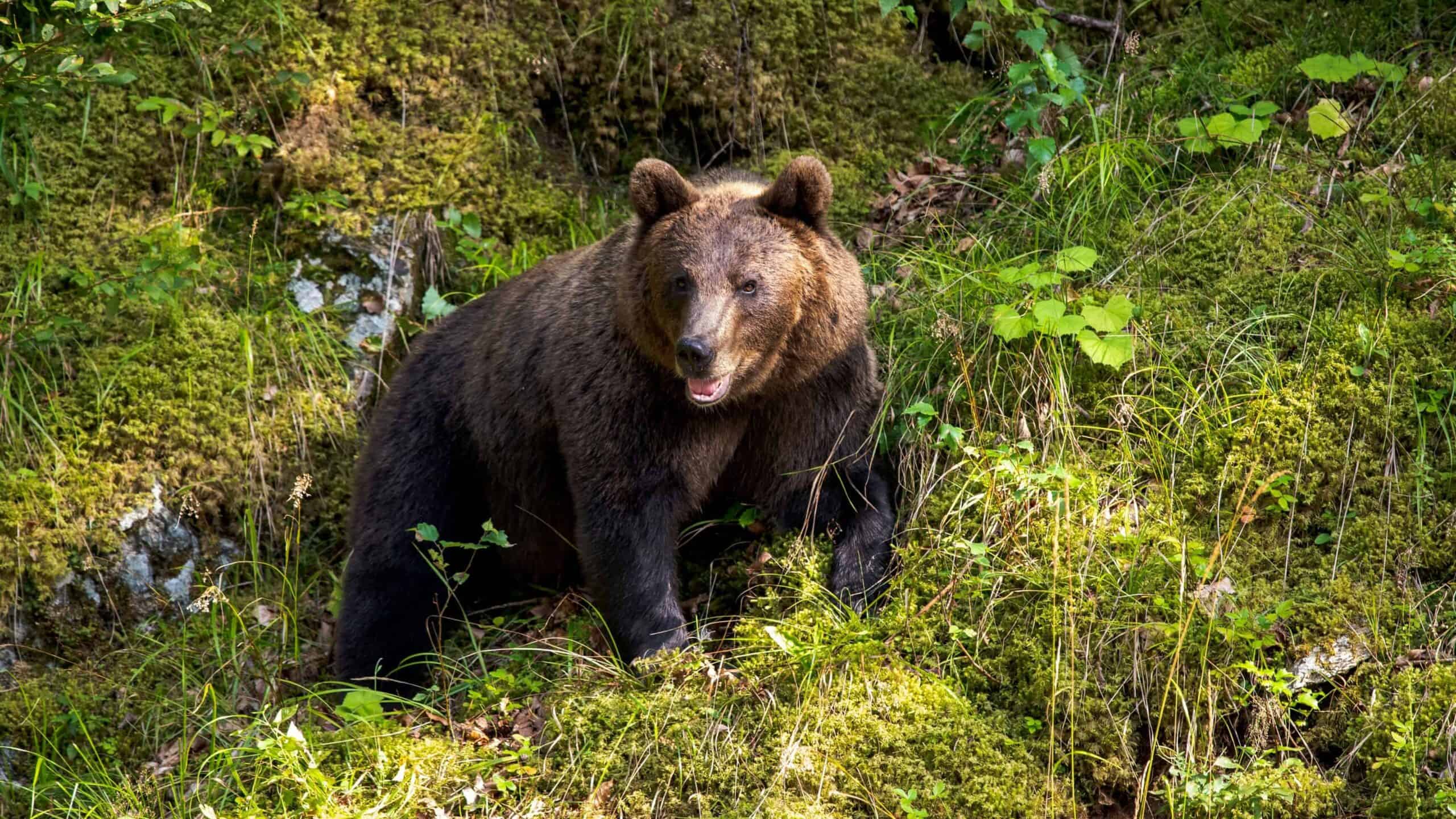 A bear wandering in the wilderness.