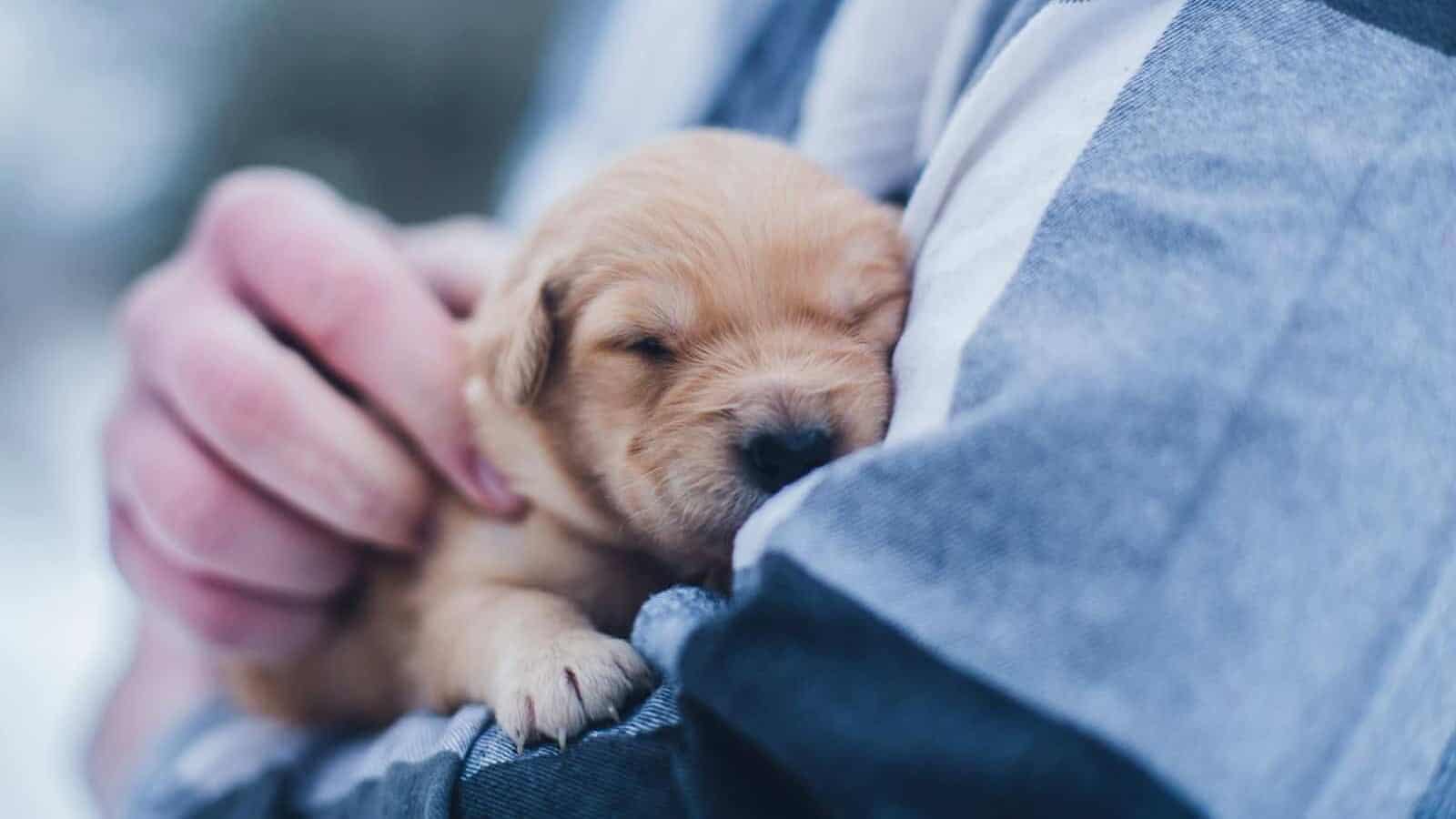 Puppy at the vet