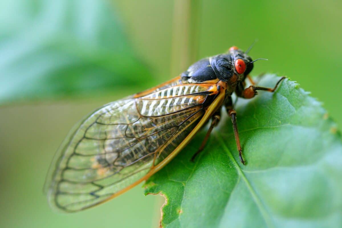 A full-grown cicada on a leaf.