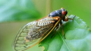 A full-grown cicada on a leaf.
