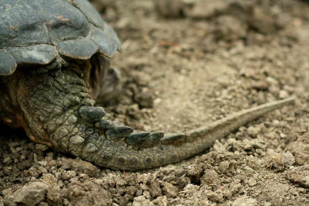 A thick-tailed snapping turtle.