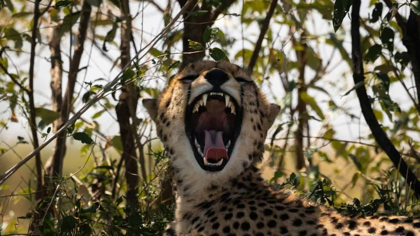 cheetah on brown grass during daytime