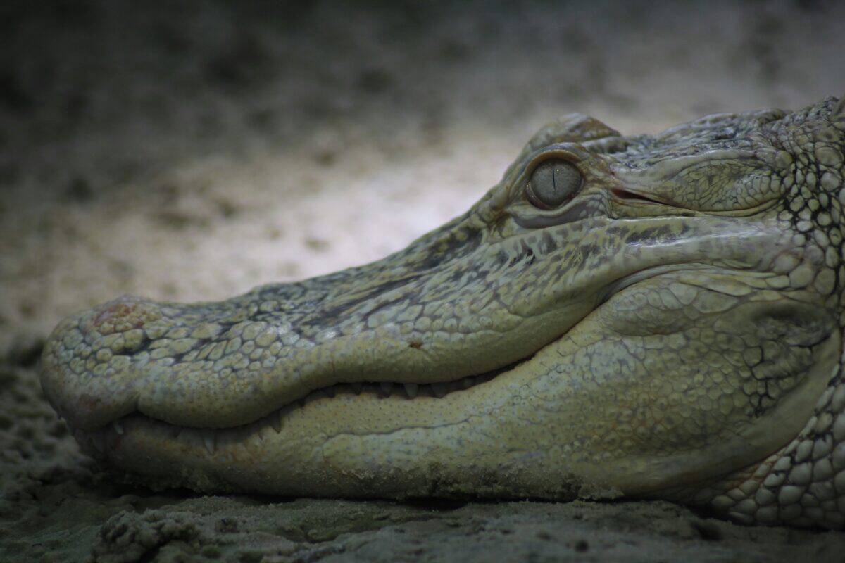 A close-up photo of an albino alligator's head.