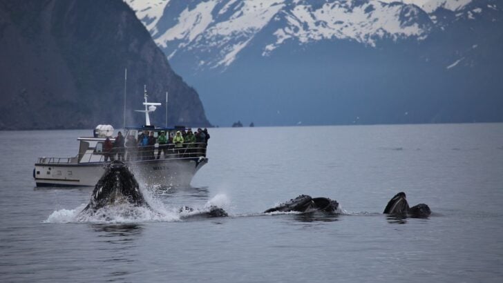The Cultural Importance of Eating Whale in Some Arctic Communities