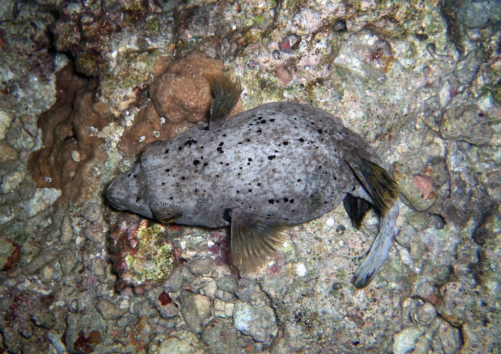 Male pufferfish