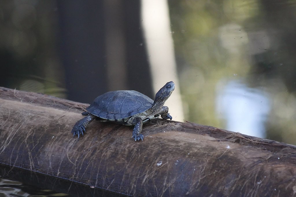 Pond turtle