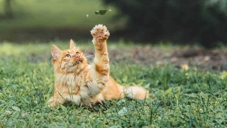 9 Things Cats Want From Their Humans &mdash; And 5 That Cross the Line