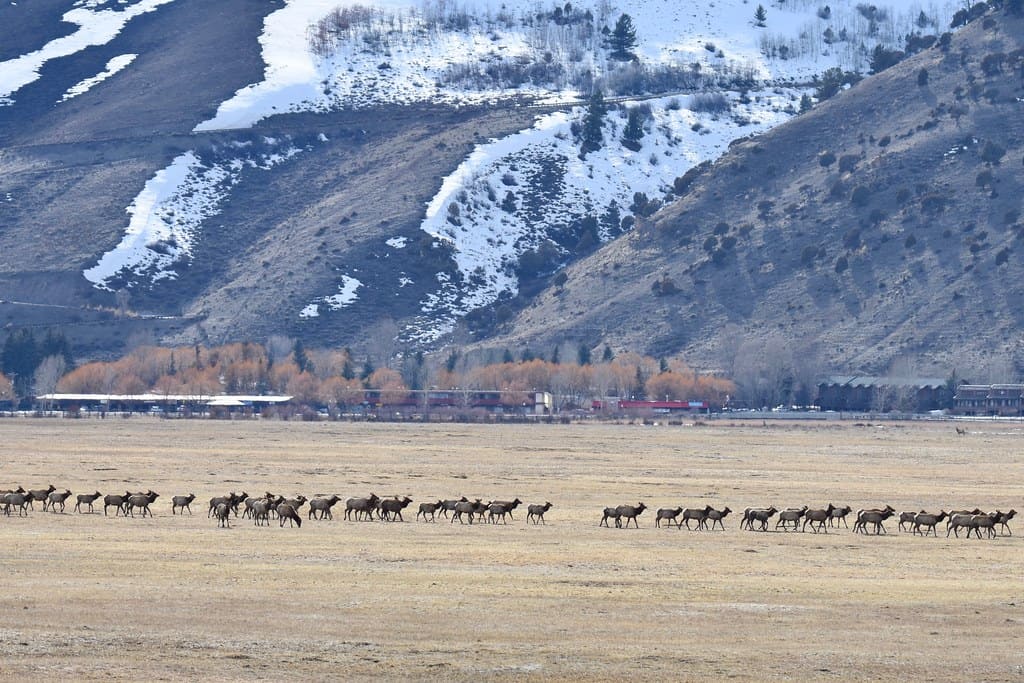 Elk Migration