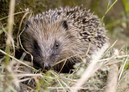 How Hedgehogs Navigate in the Dark Using Their Snouts