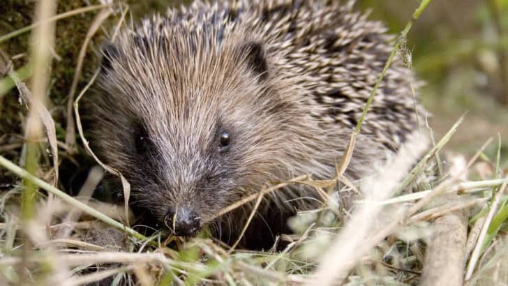 How Hedgehogs Navigate in the Dark Using Their Snouts