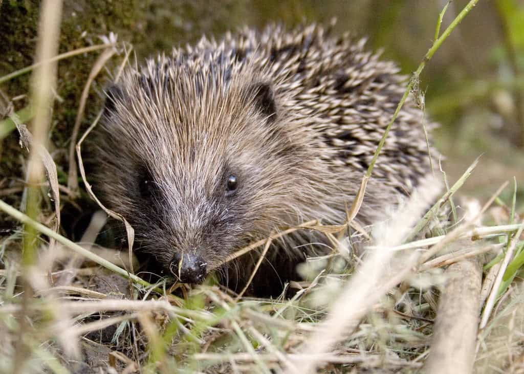 Hedgehog