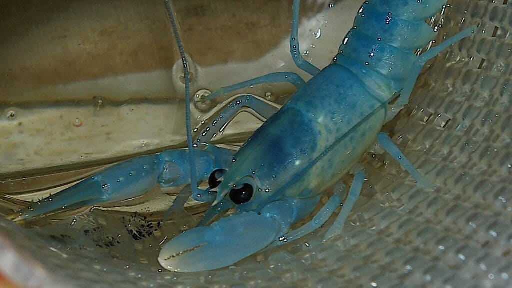 Blue lobster
