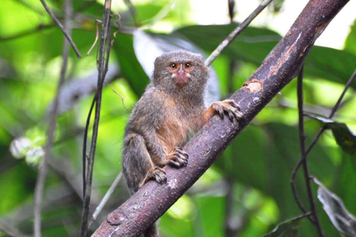 Pygmy Marmoset monkey