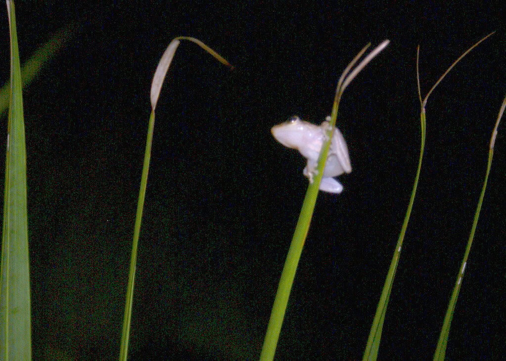 Coqui Frog