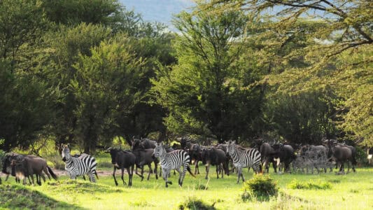 Did You Know Zebras and Wildebeest Often Travel Together?
