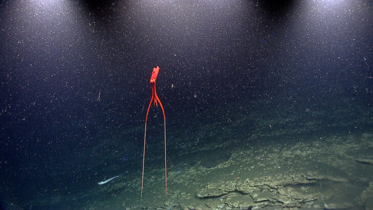 Why Some Squid Engage in “Color Battles”