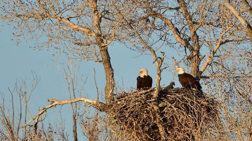 Bald eagle nest.