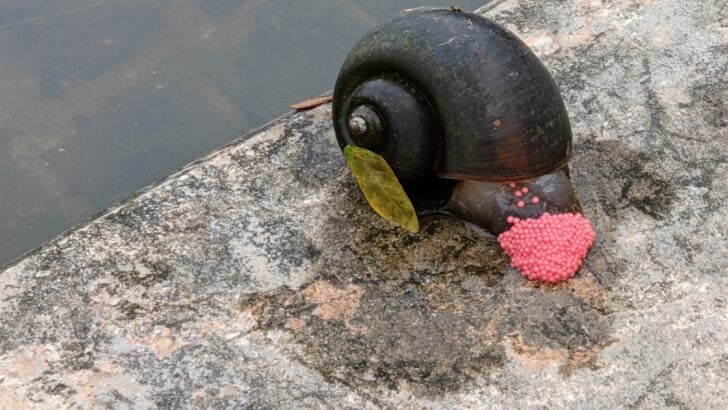 Wildlife Found in the Bayous and Swamps of Louisiana