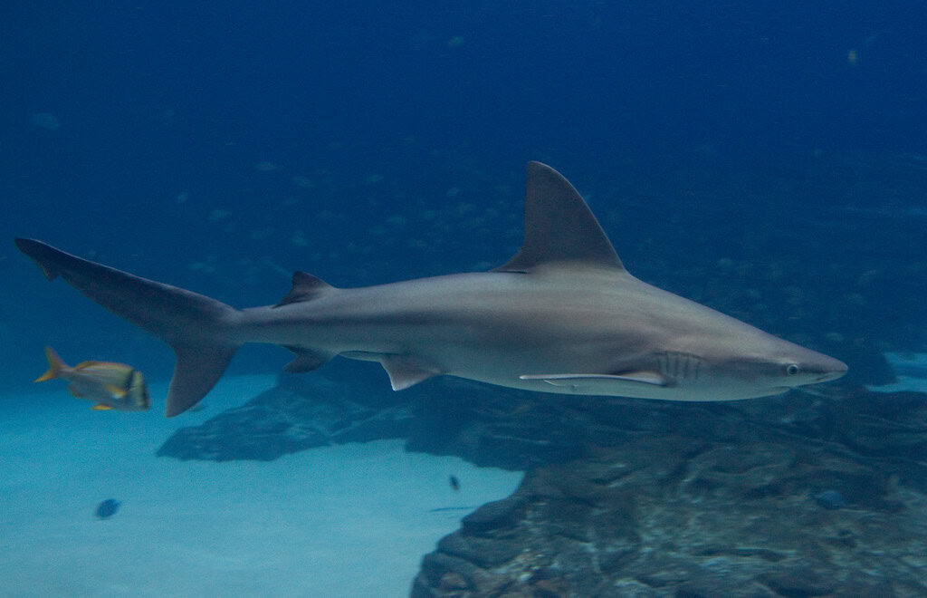 Sandbar shark