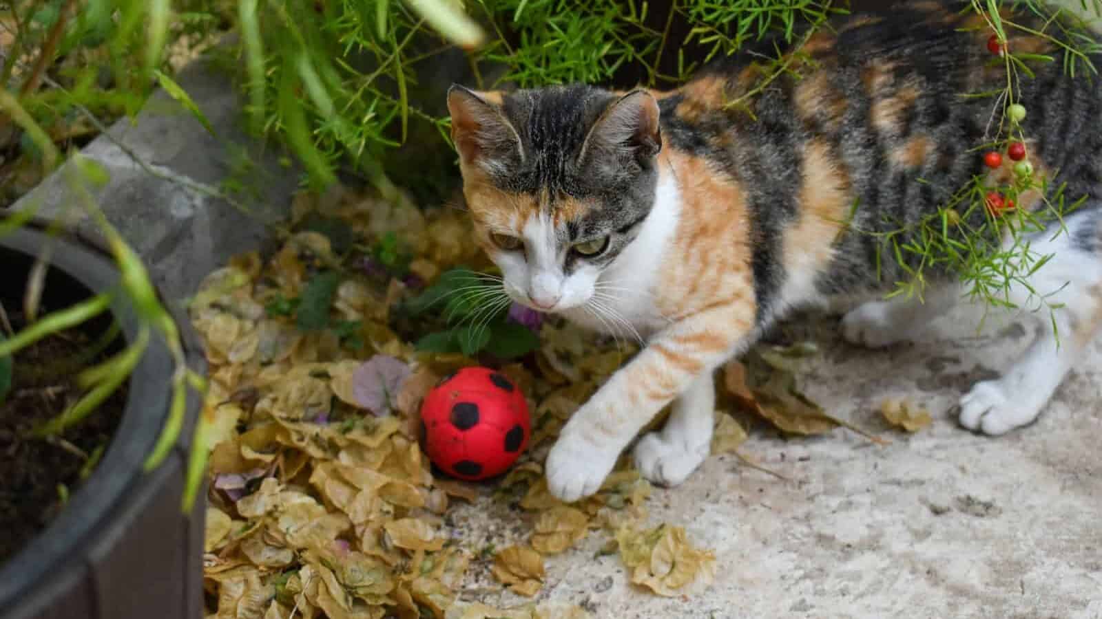 a cat playing with a toy