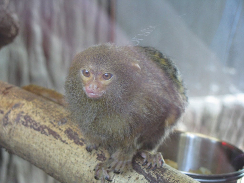 Pygmy Marmoset monkey