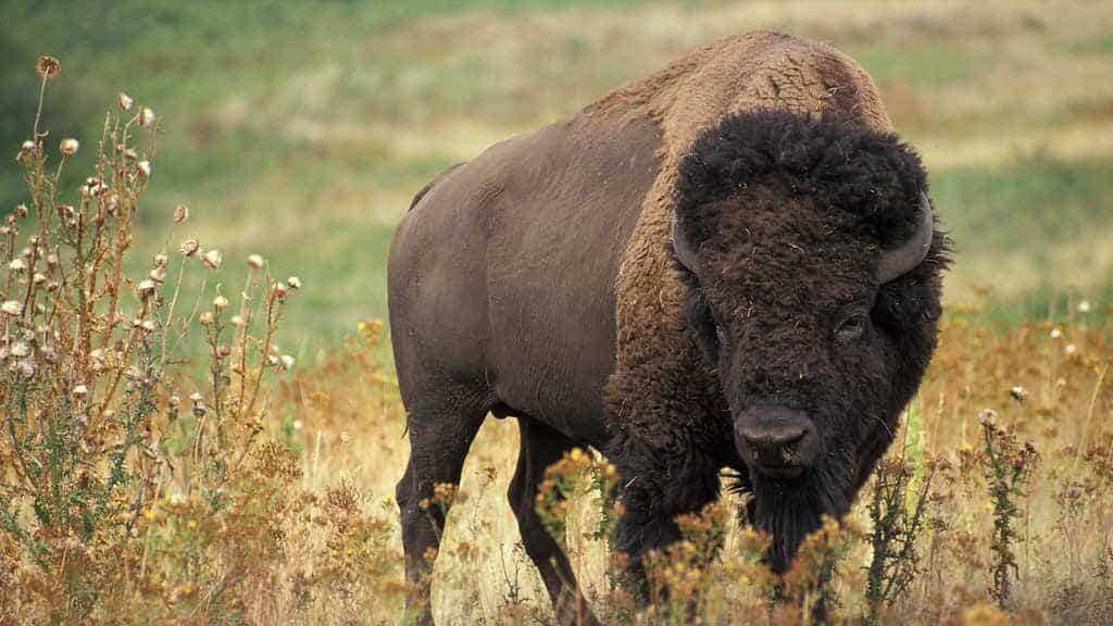 Bison