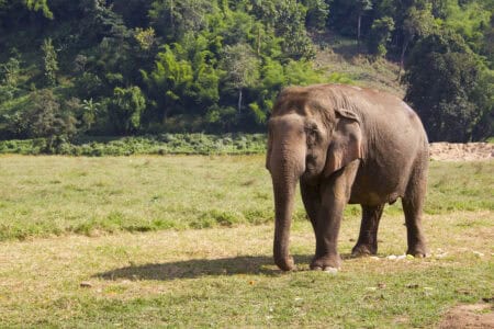 How Elephant Footprints Help Other Animals Navigate Safely