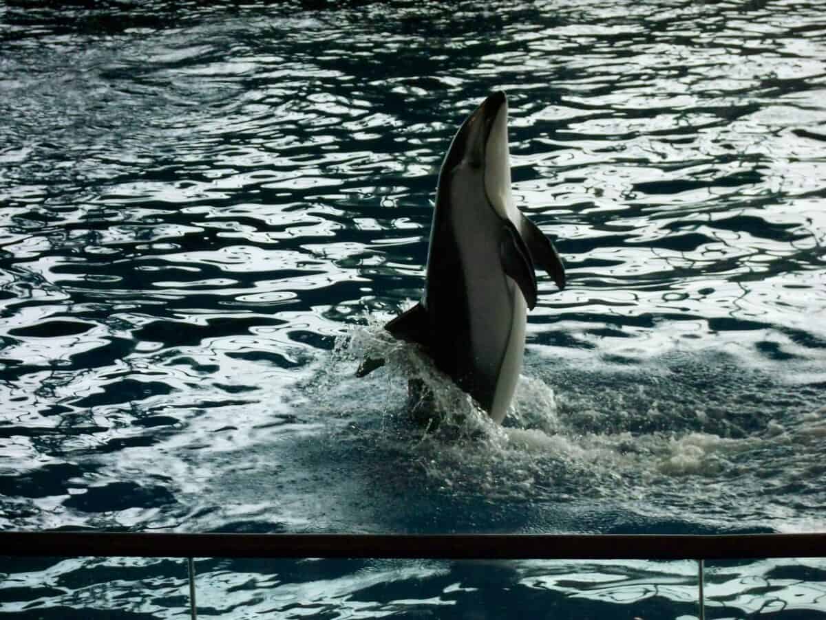 Pacific White-Sided Dolphin
