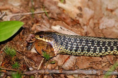 The Role of Snakes in Balancing Local Ecosystems