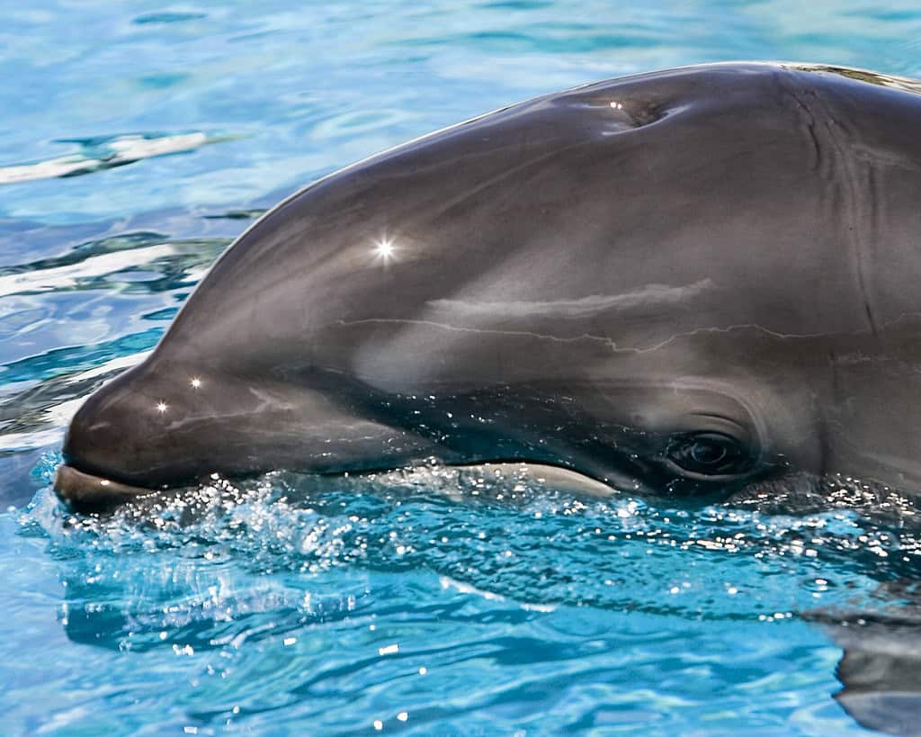 Dolphin calf