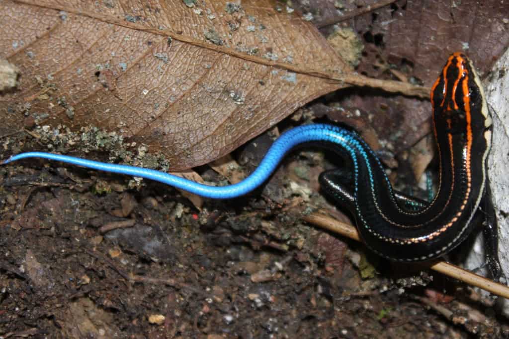 Blue-Tailed Skink