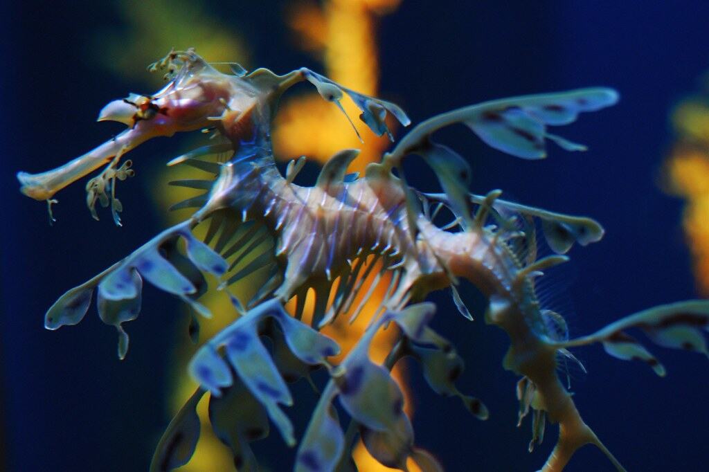 Leafy sea dragon