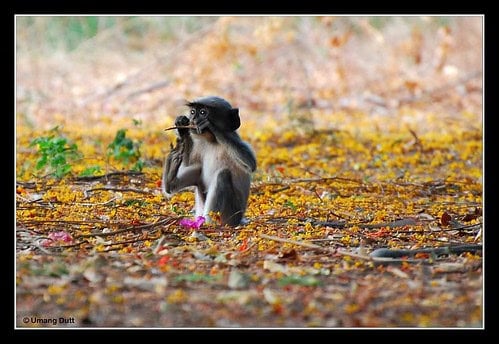 Black-footed Gray Langur