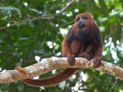 10 Smartest Monkey Species Ranked by Experts