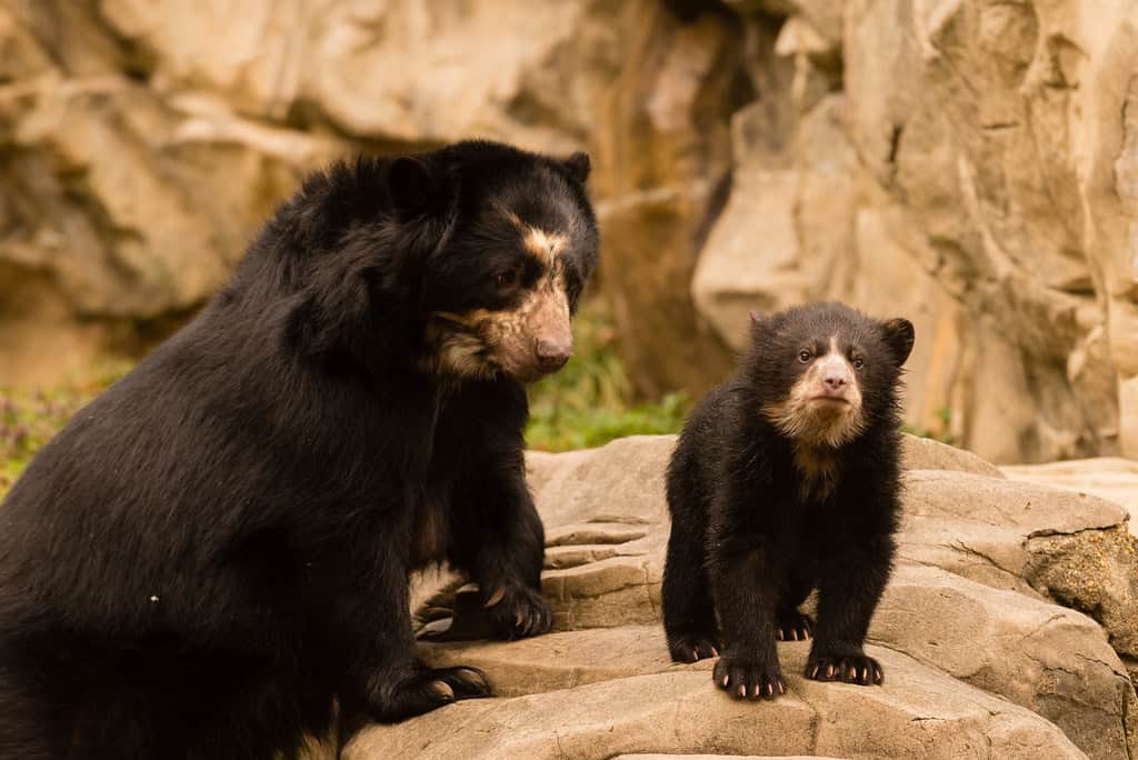 Andean Bear, Smithsonian’s National Zoo